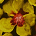 primrose yellow